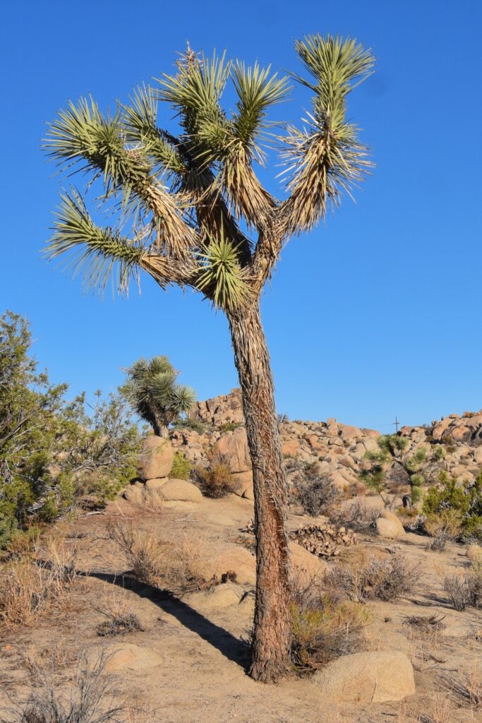 Yucca brevifolia - Joshua tree