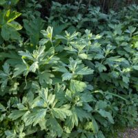 Artemisia douglasiana