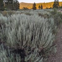 Artemisia tridentata