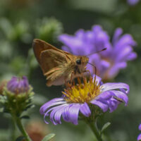 California Native Plants for Butterflies