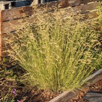Bouteloua gracilis ‘Blonde Ambition’