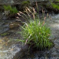 Carex nudata