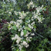 Ceanothus incanus