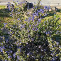 Ceanothus papillosus – upright Baja form
