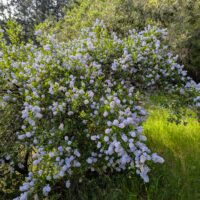 Ceanothus thyrsiflorus - blue blossom