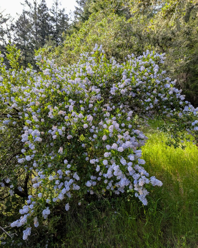 Ceanothus thyrsiflorus - blue blossom