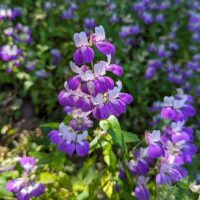Collinsia heterophylla