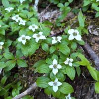Cornus nuttallii