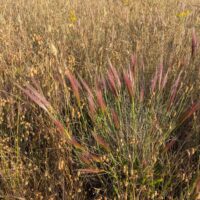 Elymus multisetus