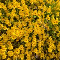 Erythranthe (Mimulus) guttata
