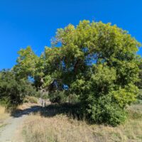 Fraxinus latifolia