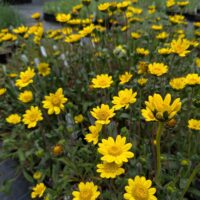 Lasthenia californica ssp. macrantha