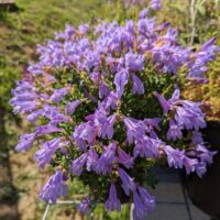 Penstemon fruticosus