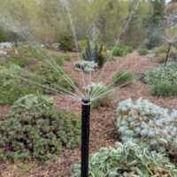 How to Water Your Native Plants