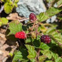 Rubus ursinus