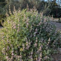 Salvia leucophylla ‘Point Sal’