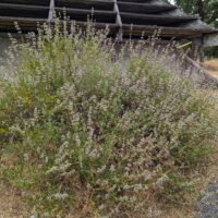 Salvia mellifera