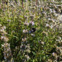 Salvia mellifera ‘Big Rock’