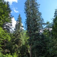 Thuja plicata
