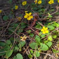Viola sempervirens
