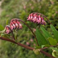 Vicia gigantea