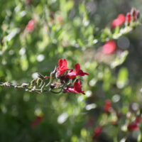Gambelia (Galvezia) speciosa ‘Firecracker’