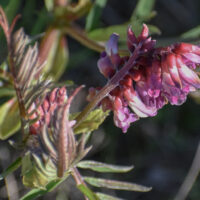 Vicia gigantea