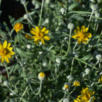 Eriophyllum lanatum – inland form