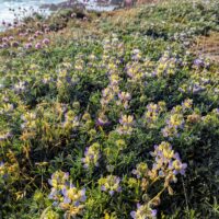 Lupinus littoralis var. variicolor