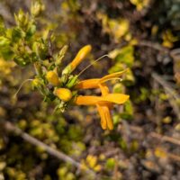 Keckiella cordifolia – orange-flowered form