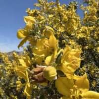 Fremontodendron californicum