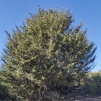 Hesperocyparis abramsiana