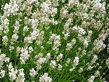 Lavandula angustifolia 'Alba' white flowered English lavender