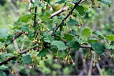 Ribes divaricatum var. pubiflorum  spreading gooseberry