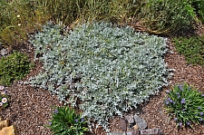 Lessingia (Corethrogyne) filaginifolia 'Silver Carpet' common sandaster