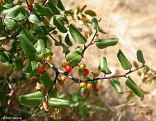 Rhamnus ilicifolia  hollyleaf redberry