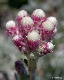 Antennaria rosea  rosy pussy toes