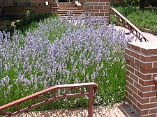 Lavandula  x intermedia 'Provence' lavender