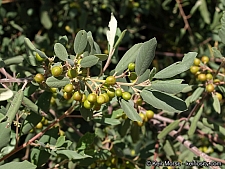 Rhamnus (Frangula) californica ssp. tomentella  serpentine coffeeberry