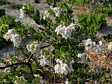Arctostaphylos viridissima 'White Cloud' white haired manzanita
