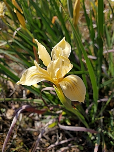 Iris fernaldii  Fernald's iris