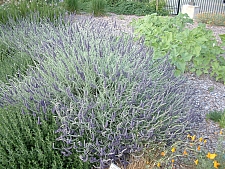 Lavandula   'Goodwin Creek Grey' lavender