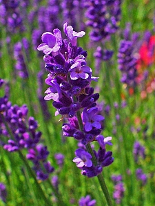 Lavandula angustifolia  English lavender