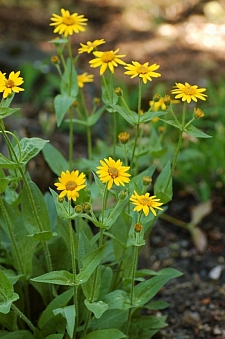 Arnica chamissonis  meadow arnica, chamisso arnica 