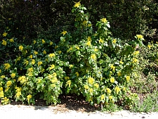 Berberis (Mahonia) aquifolium  Oregon grape