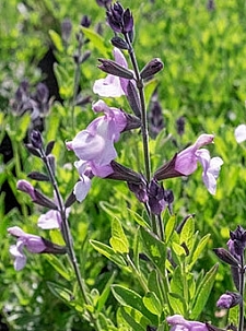 Salvia greggii 'Smokin' Lavender' autumn sage