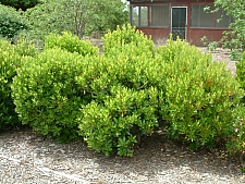 Arbutus  unedo 'Compacta' compact strawberry tree