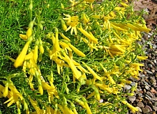 Penstemon pinifolius 'Mersea Yellow' yellow pineleaf penstemon