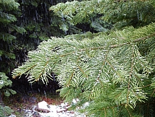 Abies concolor  white fir