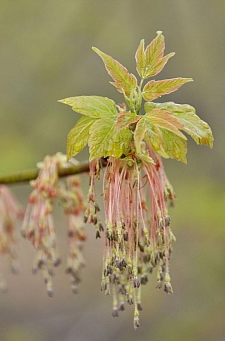 Acer negundo var. californicum  box elder